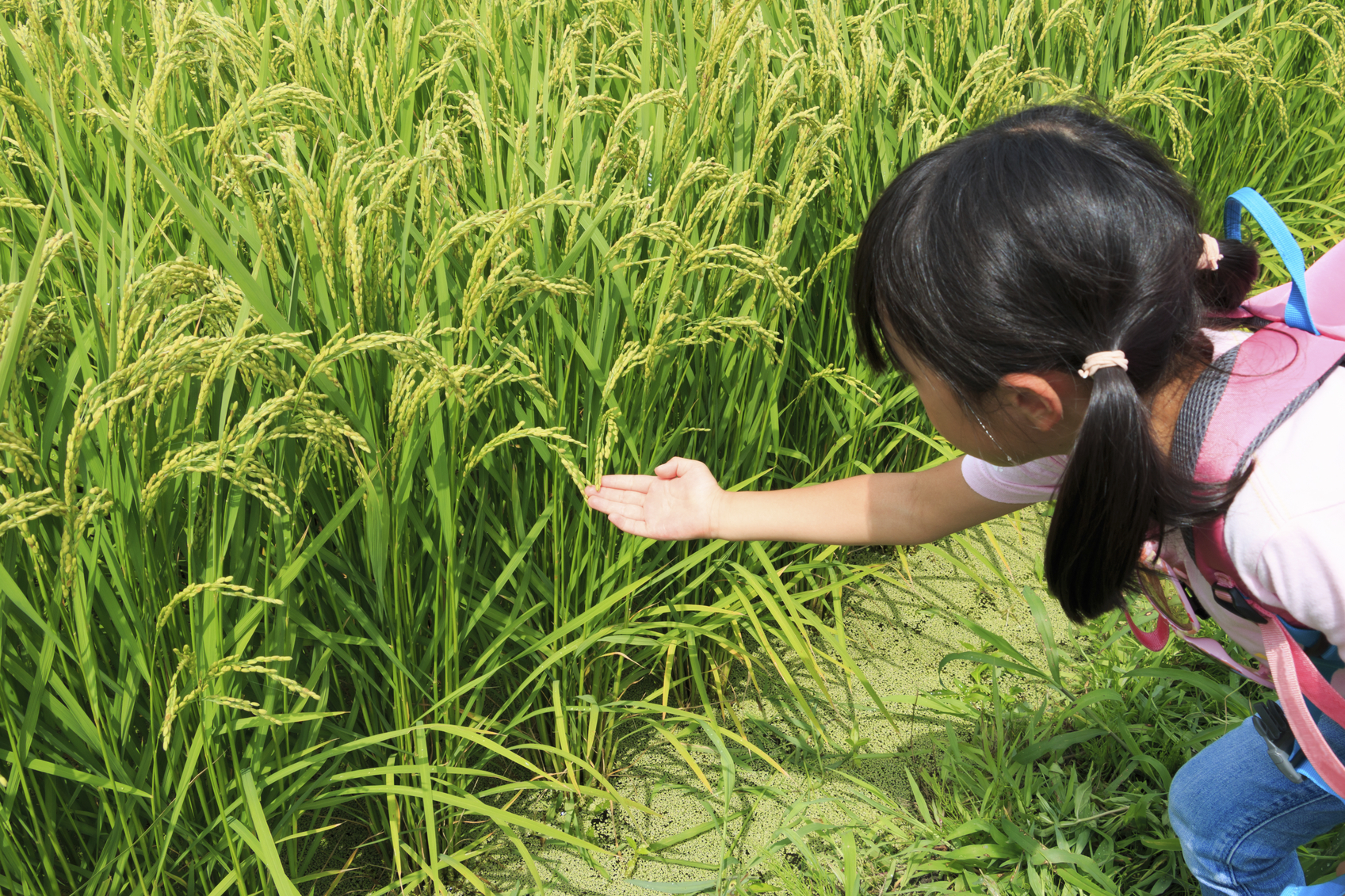 ear of rice