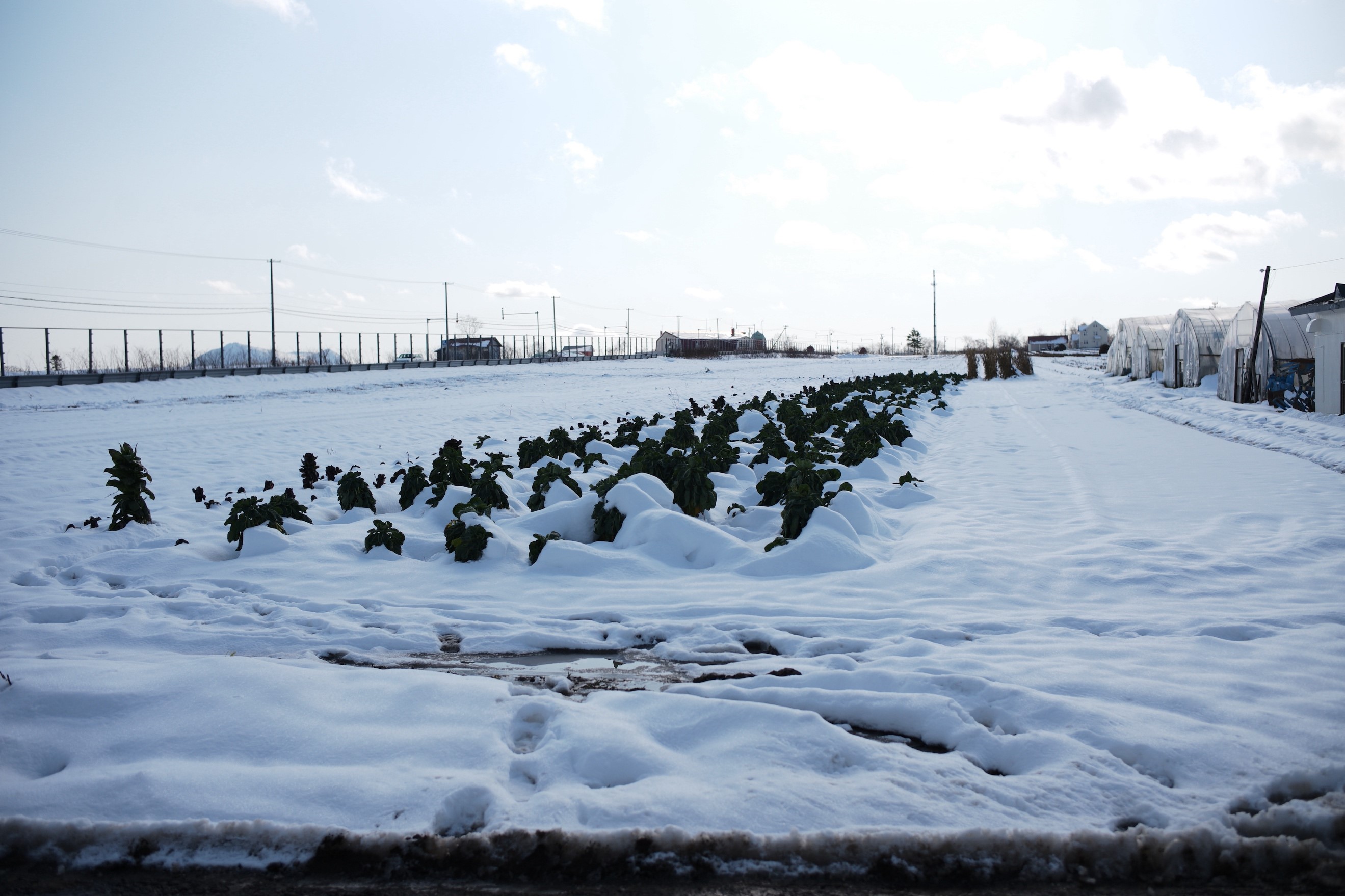 訪れた前日、雪に見舞われていたが、その下からは青々とした美味しそうな葉物野菜が顔を出す