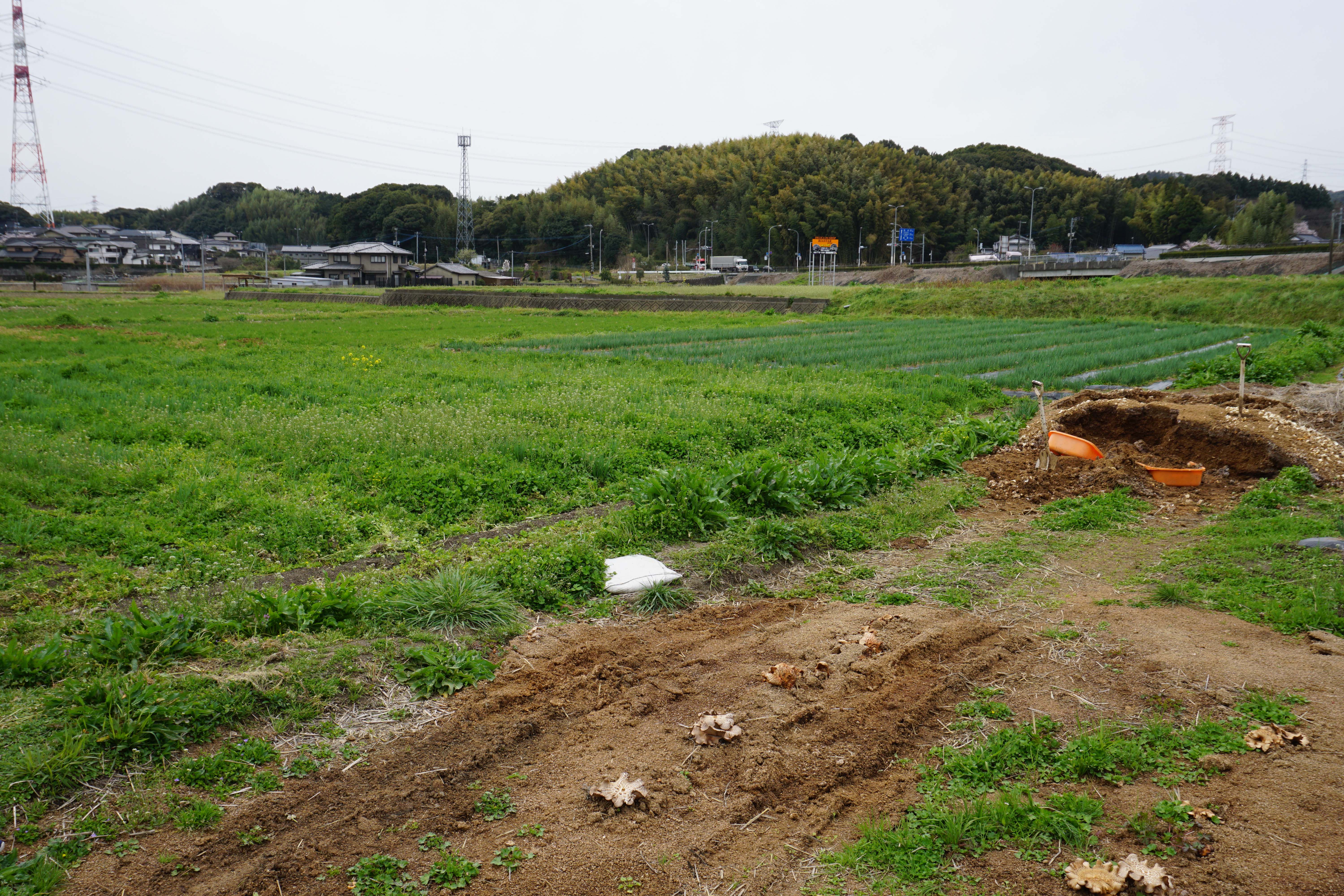 雑草って実は大事 | Inside Our Brain.