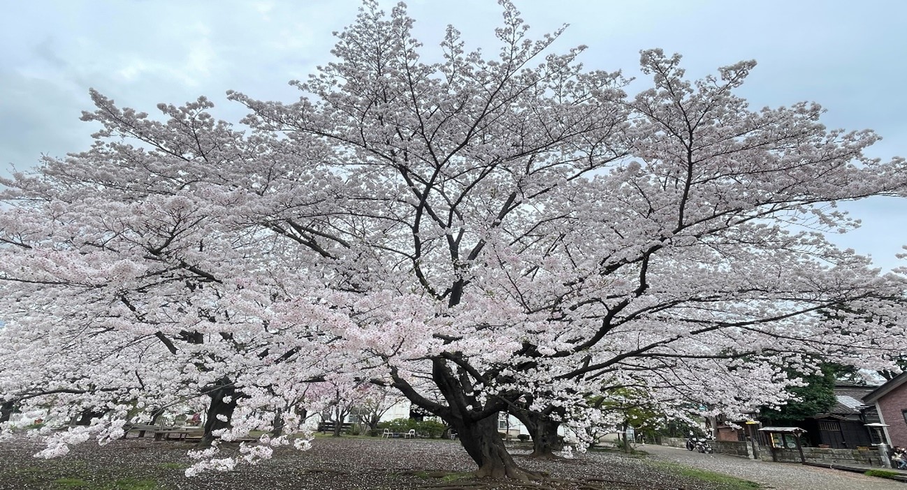 OKS CAMPUSの桜が満開🌸 | Inside Our Brain.